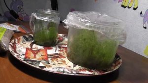 Прорастила покупной МОХ СФАГНУМ дома!