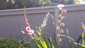 HEART WARMING! Hummingbird Nectaring on Gladiolus MORE!