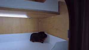 Дом-стеллаж для морских свинок.Собираем сами.(Pig News)