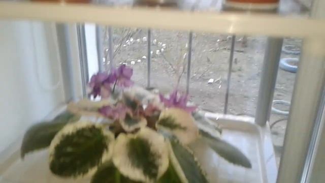 Новый стеллаж для Фиалок. Орхидеи смотреть онлайн