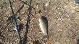 Лисы пакостят на Рыбалке или суп из гадючки. Foxes are nasty on Fishing or viper soup.