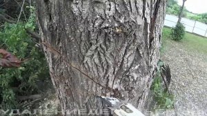 Removal of meter-thick poplar in Zarai district. Удаление тополя метровой толщины.