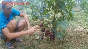 Виноград Синдикар 2019г