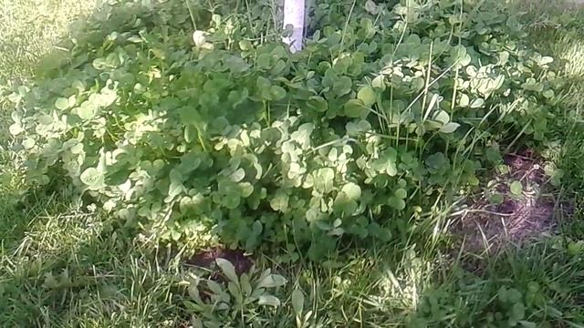 Белый клевер посеяла всходы 16.05.15 смотреть онлайн