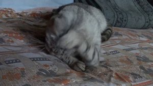 Кошка Мурка.mp4