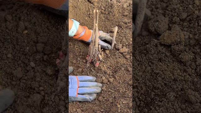 Как правильно сажать пион #пион #посадкарастений #клумба #ландшафтныйдизайн #дача #огород #рецепты