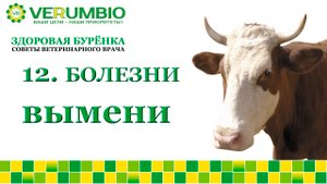 Болезни вымени у коров