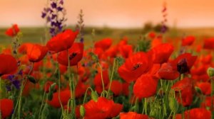 РЕЛАКС ПРИРОДА.КРАСИВЫЕ ЦВЕТЫ. РЕЛАКС ВИДЕО.