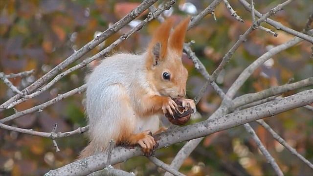 Белочка смотреть онлайн