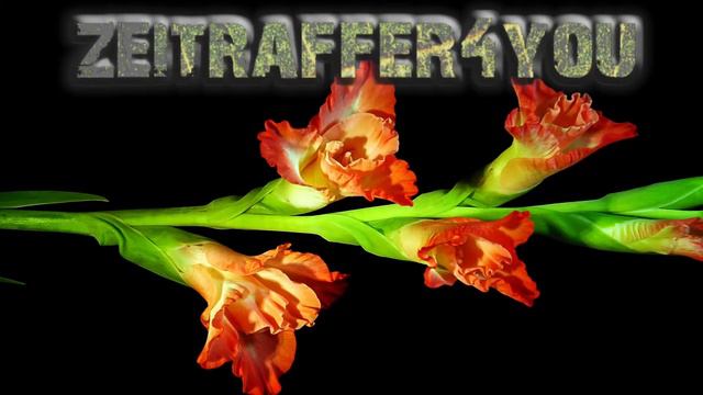 Gladiole Gladiolus × hortulanus Blooming Time Lapse Zeitraffer смотреть онлайн