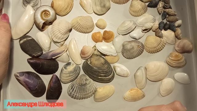 Поговорим о ракушках?| что такое ракушка|куда применить|