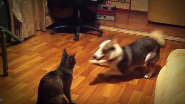 ПОЧЕМУ СОБАКИ НЕ ЛЮБЯТ КОШЕК смотреть онлайн