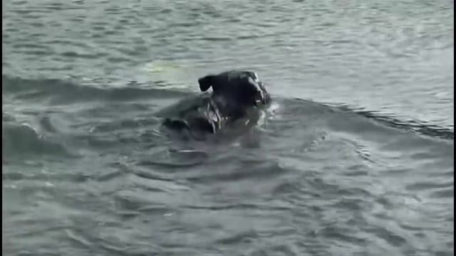 Русский чёрный терьер Собака Сталина, все породы собак, 101 dogs  Введение в собаковедение