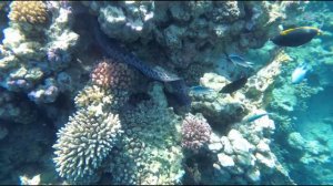 Angriff der RiesenMuräne - Rotes Meer, Coraya Bay, Marsa Alam - Ägypten Juli 2018