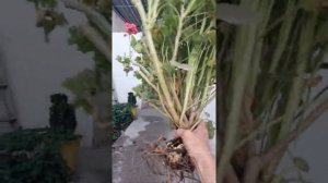 пересадка герани с огорода в теплицу на зиму.