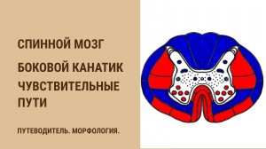 Спинной мозг. Боковой канатик. Чувствительные пути