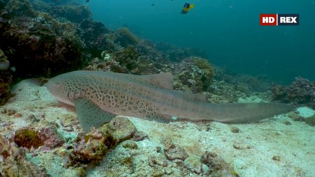 Почему кажется, что у Зебровой акулы (Stegostoma fasciatum) четыре пары жаберных щелей ? смотреть онлайн