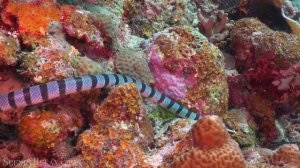 Animals of the Ocean 4K - Scenic Wildlife Film With Calming Music