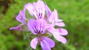 Какая Потрясающая Красивая музыка Сергея Чекалина для Души