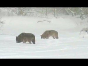 Встреча с волками на речке