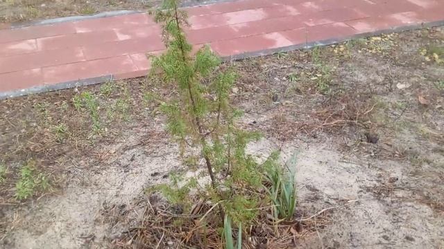 Мини обзор ЖК Паустовский и ЖК дом в бору смотреть онлайн