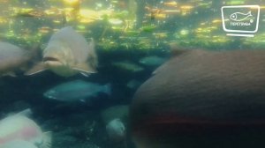 История Новой Зеландии: происхождение народа маори. Дети Хаваики. Предки наших предков