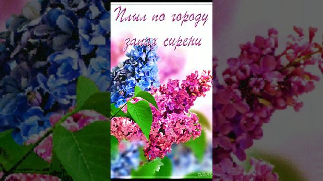 Песня - Плыл по городу запах сирени! смотреть онлайн