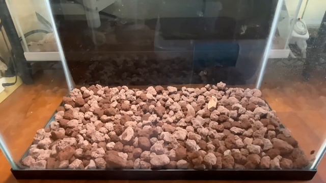 How To Build A Tropical Tarantula Habitat смотреть онлайн