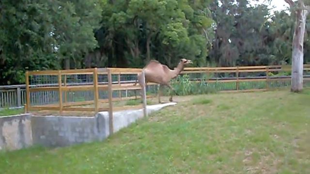 silly frolicking camel смотреть онлайн
