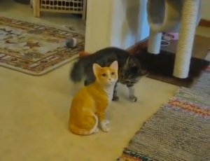 Котёнок против керамической кошки