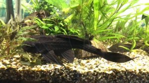 МОЛЛИНЕЗИЯ ЧЕРНАЯ В ОБЩЕМ АКВАРИУМЕ. РАЗВЕДЕНИЕ ЖИВОРОДЯЩИХ. Poecilia sphenops