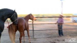 Свадьба Андалузских лошадей