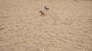 Коричневый голубь!?