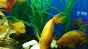 Цитроновая цихлазома, Лабиатум, Фортуна. Подростки 15-20 cm