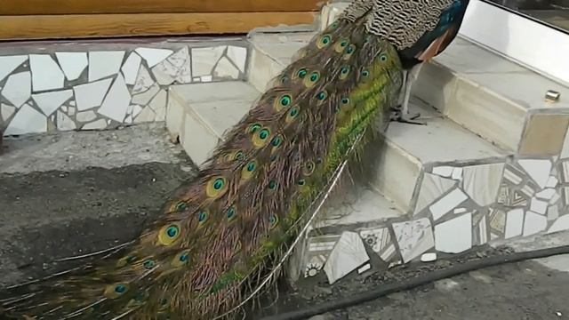 Содержание и Разведение Павлинов 3 часть/Ответы на вопросы