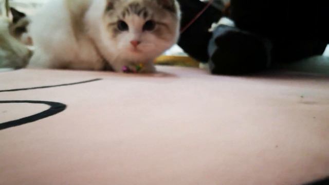 RagDoll Cat 4k have some fun -4K смотреть онлайн