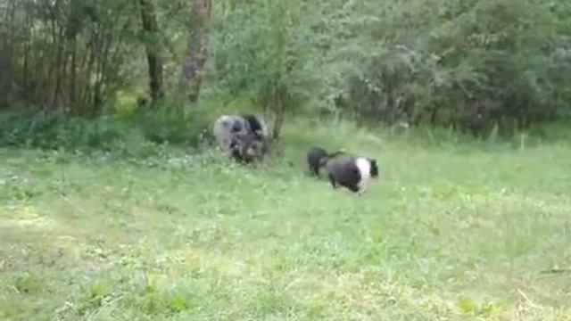 Продаются щенки колли с документами РКФ. Доставка по России смотреть онлайн