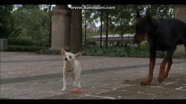 Beverly Hills Chihuahua: Gag Reel смотреть онлайн