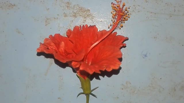Desection of Hibiscus (China rose) flower for class 11th and 12th смотреть онлайн