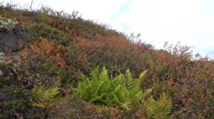 GIRL ALONE IN THE TUNDRA | hiking, harvesting berries, autumn