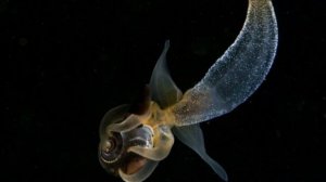 Ангел хуже Чёрта/моллюски океанов