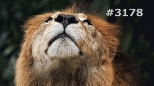#3178. Львы (В мире животных)