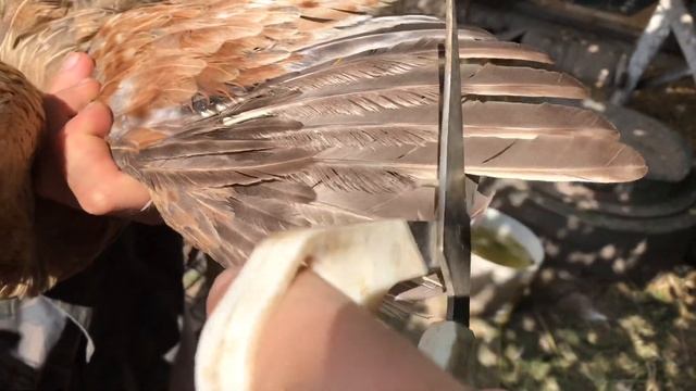 Зачем обрезать курице крылья смотреть онлайн