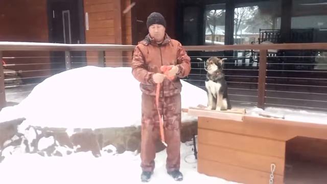Полезно знать. Показываю, как лучше собрать длинный поводок.