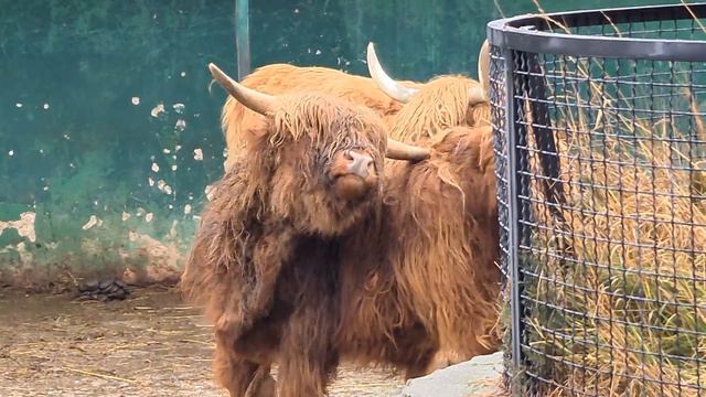 Милаха - солнышко Тайгана) смотреть онлайн