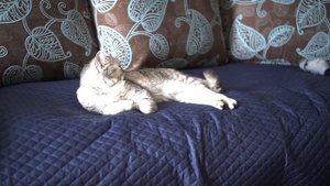 Кошка заболела! Отнялась лапка...