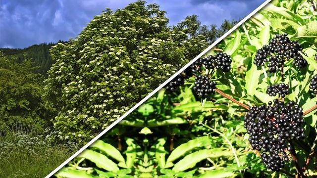 Чем МОЖНО кормить кур, а чем НЕТ? Вы будете удивлены!!