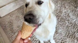 день с Голден Ретривером | рутина