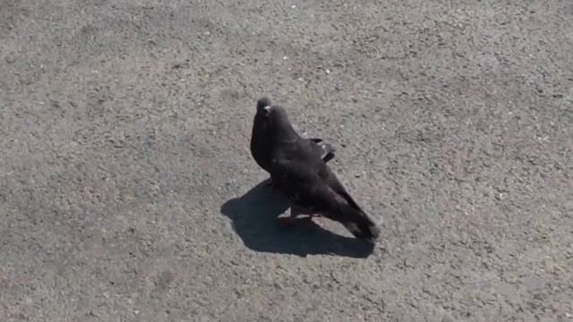 Птицы и памятники смотреть онлайн