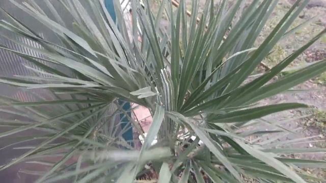 Chamaerops humilis vulcano , Kordylina  , Bambusy